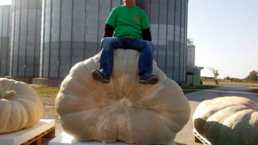 Uzgojio bundevu tešku čak 660 kilograma!