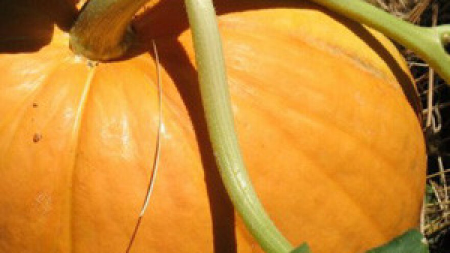 Bundeva od pedesetak kilograma