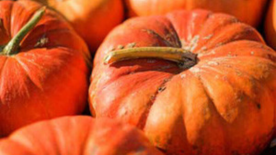 Izložba bundeva i tikvica