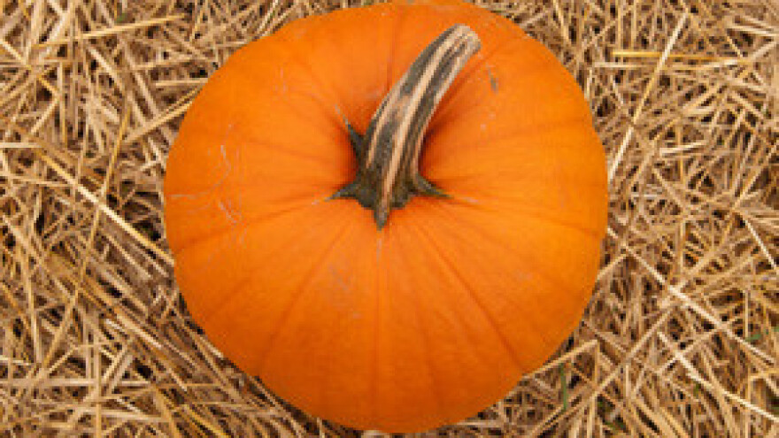 Kombajn za branje tikvi