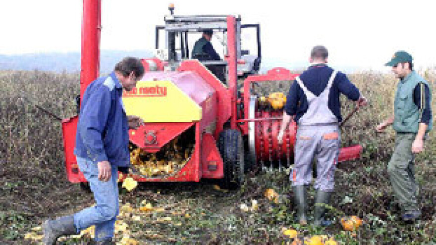 Berba bundeva golica znatno podbacila
