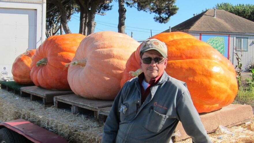 Buče osvajaju poljoprivrednike