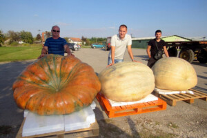 Na tronu mega bundeve od 420 kilograma!