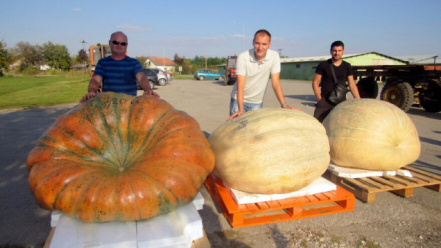 Na tronu mega bundeve od 420 kilograma!