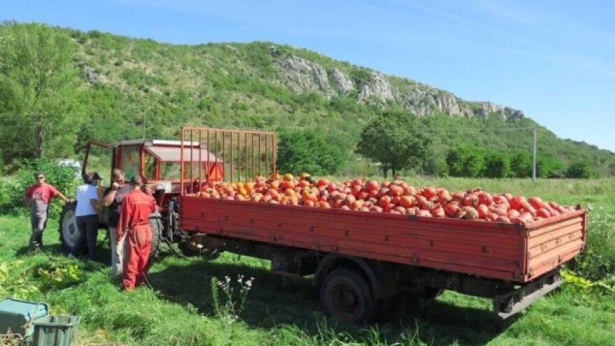 Kako skratiti put eko proizvoda od polja do stola?