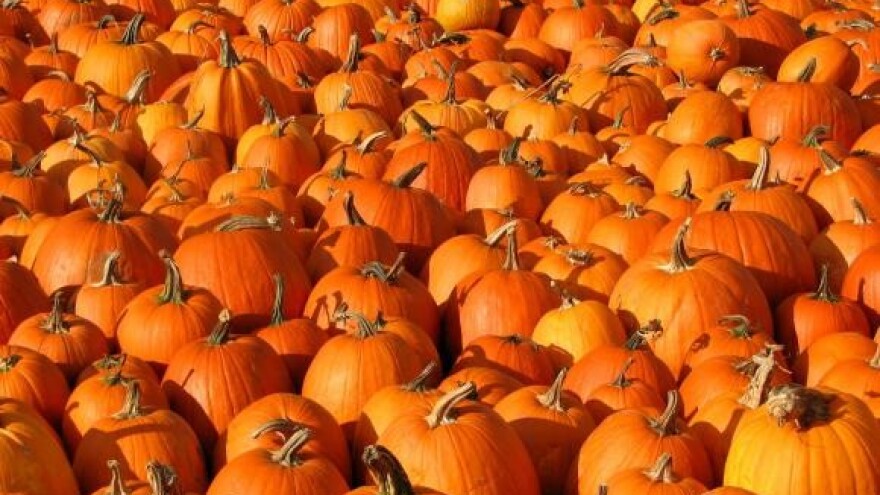 Koštice tikve (bundeve) u izvoz