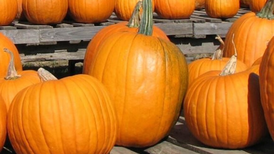 Uljara za prešanje tikvi golica