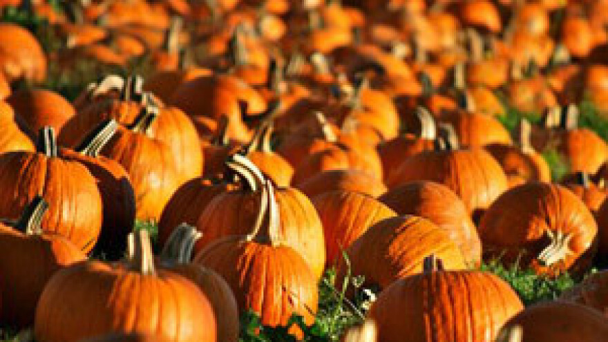 Proizvodnja bučina ulja u Zagorju