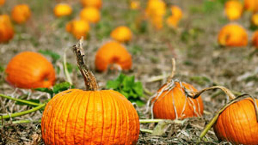 Posjet ekopoljoprivrednika iz Srbije u okviru projekta Organica.net