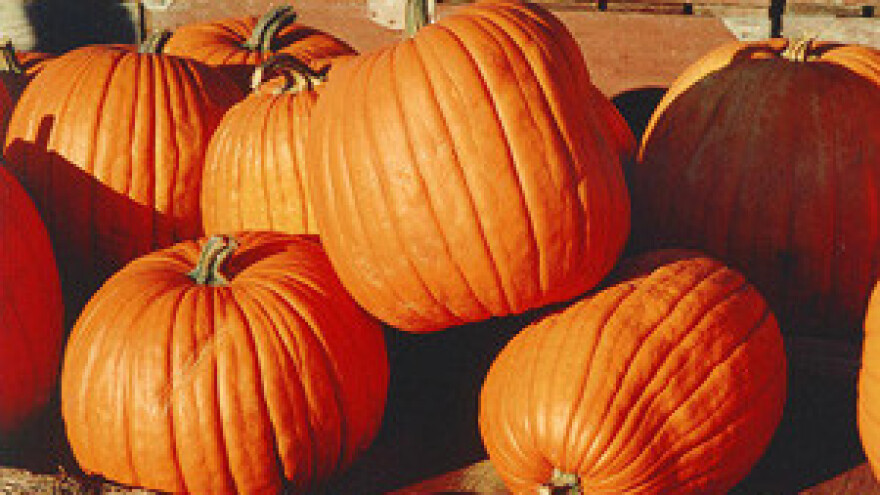 Čobanković: Selo treba i fitness i wellness