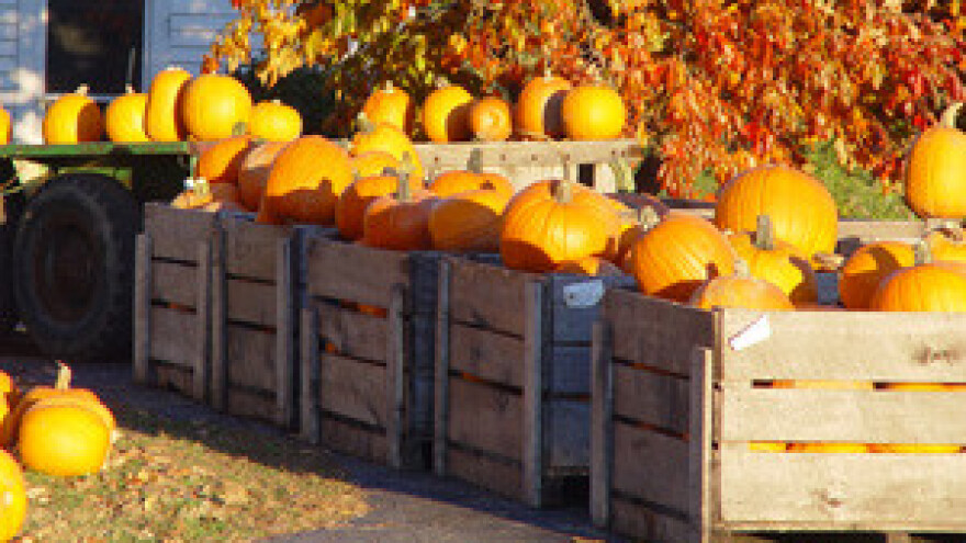 Letak o sezonskom zapošljavanju u poljoprivredi