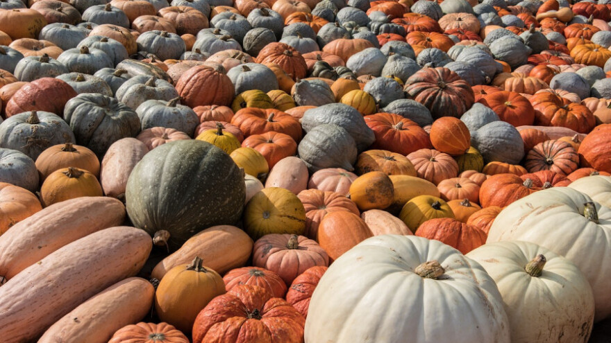 Niko Sjerić: Imamo sve uslove za dobar prinos bundeve