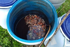 Tretirajte voće prije mirovanja prirodnim preparatima od luka, koprive, sode i vapna