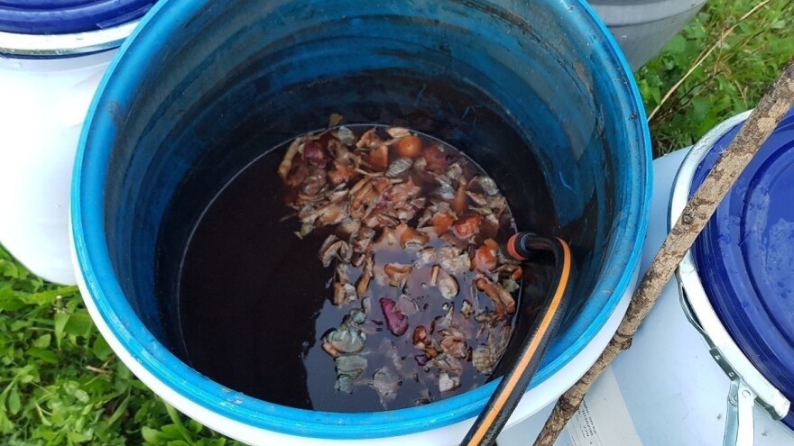 Tretirajte voće prije mirovanja prirodnim preparatima od luka, koprive, sode i vapna