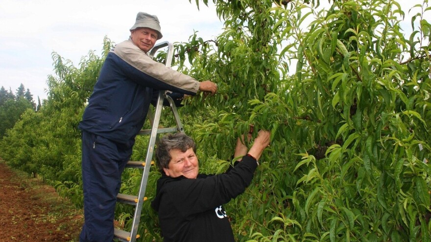 Prebiranje plodova bresaka: Biljnim hormonima, rotirajućim četkama ili ručno?