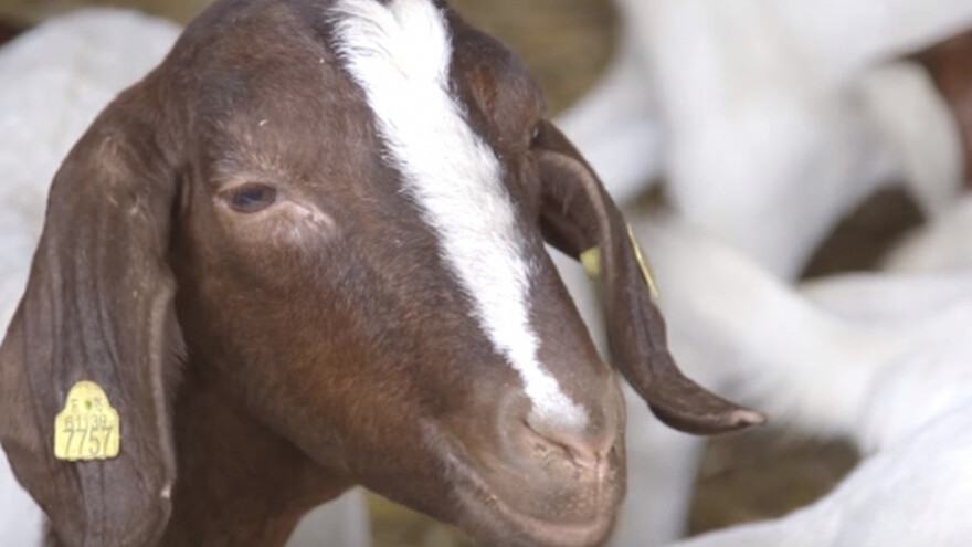 Malo uzgajivača burske koze