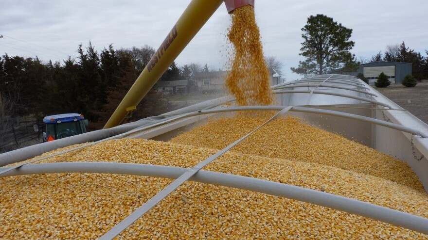 Rumunjska preuzima primat na tržištu kukuruza Evropske unije - nadmašili Francusku
