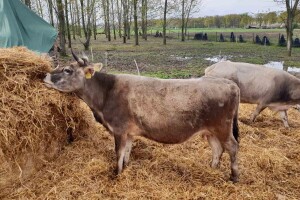 Utvrđen antikancerogeni potencijal mleka buše