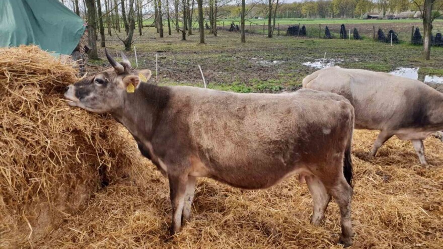 Utvrđen antikancerogeni potencijal mleka buše