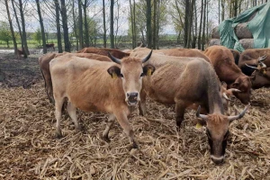 Podsticaji za očuvanje autohtonih domaćih životinja - buše, mangulice, brdskog konja...