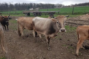 Evo zašto se sve više farmera odlučuje za malo, čvrsto i otporno govedo