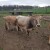 Evo zašto se sve više farmera odlučuje za malo, čvrsto i otporno govedo