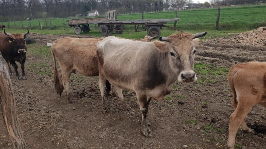 Evo zašto se sve više farmera odlučuje za malo, čvrsto i otporno govedo