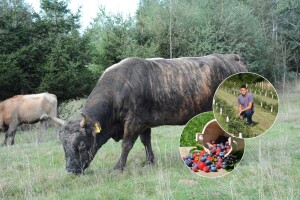 Kad se udruže baka i unuk: uzgoj buše nadogradio uzgojem bobičastog i egzotičnog voća