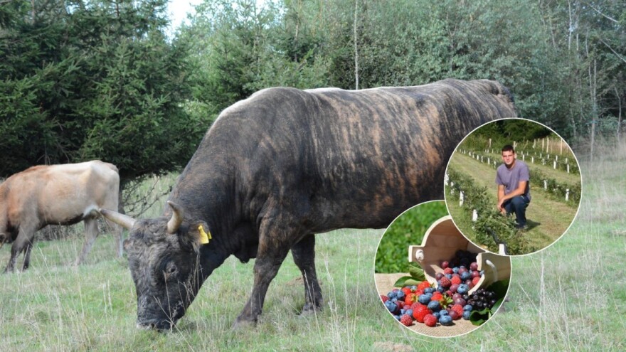 Kad se udruže baka i unuk: uzgoj buše nadogradio uzgojem bobičastog i egzotičnog voća