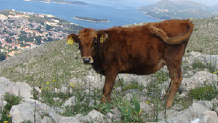 Prva državna izložba Buša