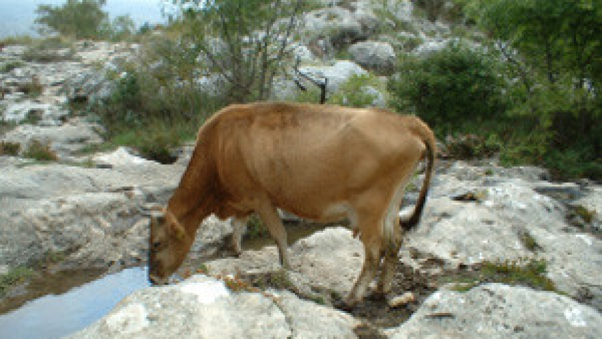 Prva izložba pasmine izvornoga hrvatskog goveda