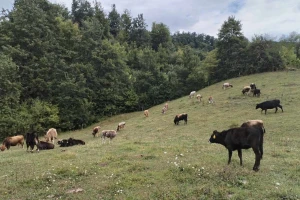 Bušama spasili porodično imanje: Goveda pasu, čovek im ne treba