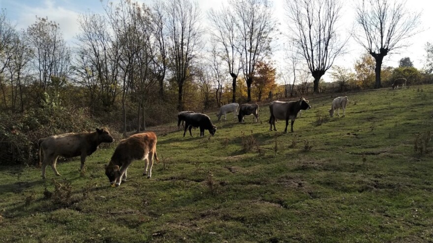 Stoka igra ključnu ulogu u korišćenju zemljišta - ispaša održava bioraznovrsnost