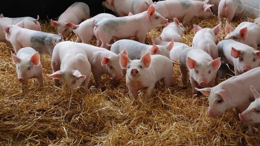 Praseći butik ispraznio posljednju farmu: Ovo nije bio samo posao, ovo je naš život