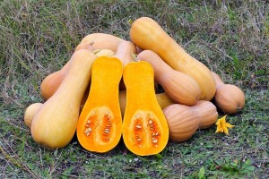 Butternut tikva - gastronomski užitak