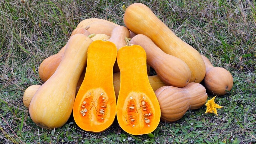 Butternut tikva - gastronomski užitak