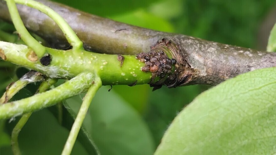 Ne potcenjujte kruškinu buvu: Ubrzo sledi napad