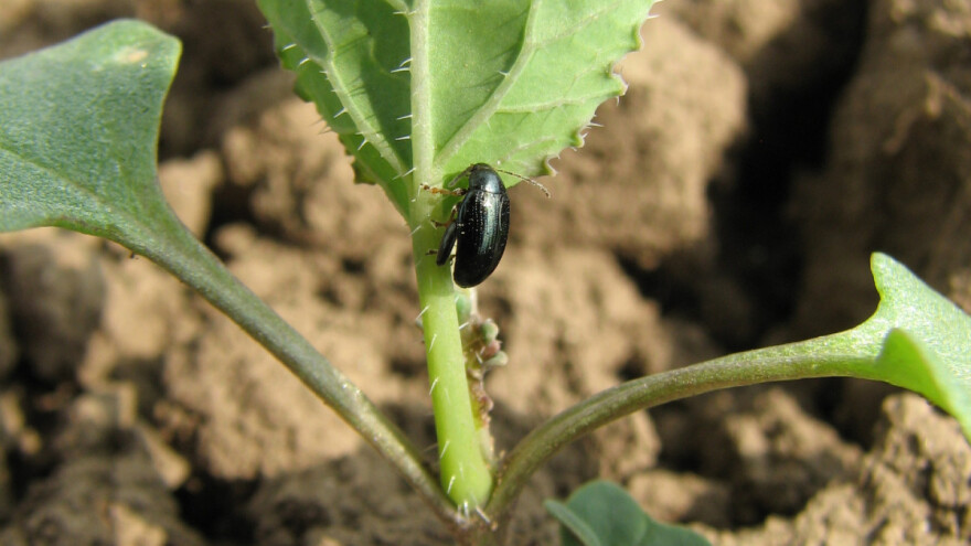 Štetočine napadaju useve, kako zaštititi budući rod?