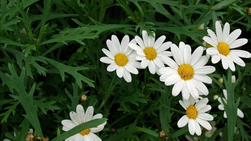 Buvač pomaže da biljke oslobodite štetočina