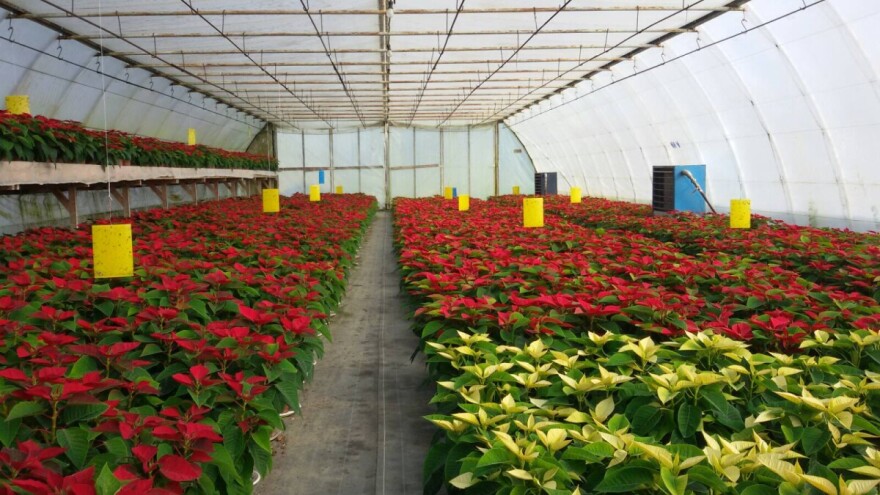 Ljilja i Ilija Narančić jedini uzgajivači Božićne zvijezde u BiH!