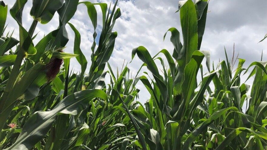 Primarni poljoprivredni proizvođači, očitujte se ili ostajete bez potpore