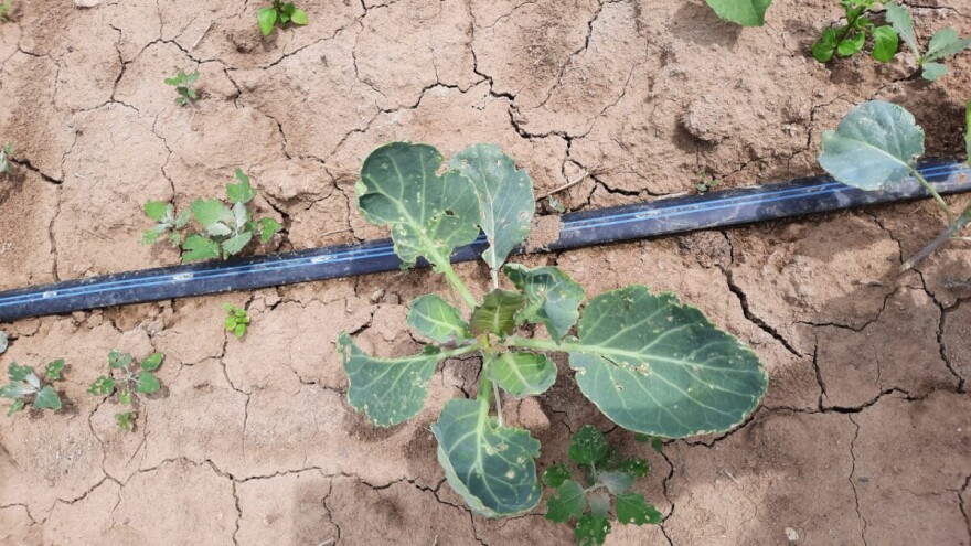 Buhač pravi rupice na kupusu, stjenica siše sokove: Šta raditi?