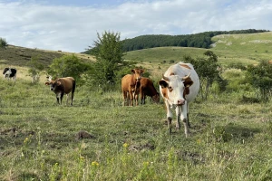 Uništimo li stočarstvo, rušimo čitavo poljodjelstvo