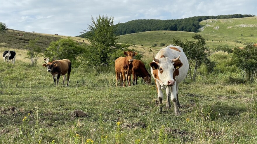 Uništimo li stočarstvo, rušimo čitavo poljodjelstvo