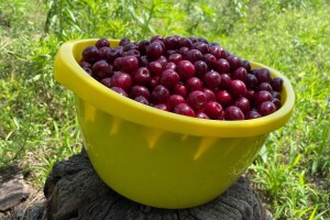 Što s viškom trešanja? Donosimo savjete i recepte