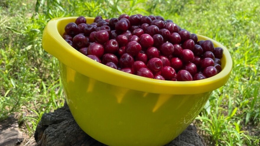 Šta sa viškom trešanja? Donosimo savjete i recepte