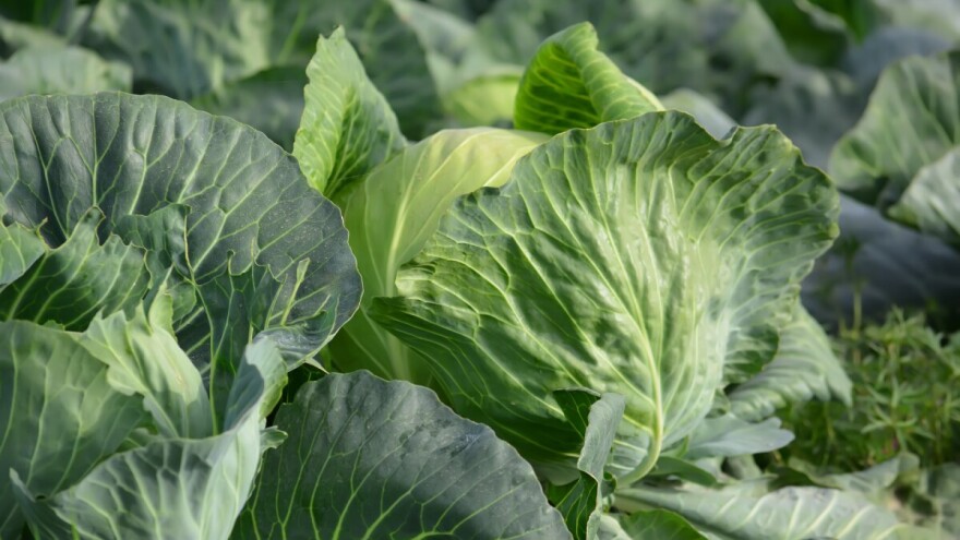 50 hiljada KM za 40 proizvođača sa područja opštine Laktaši