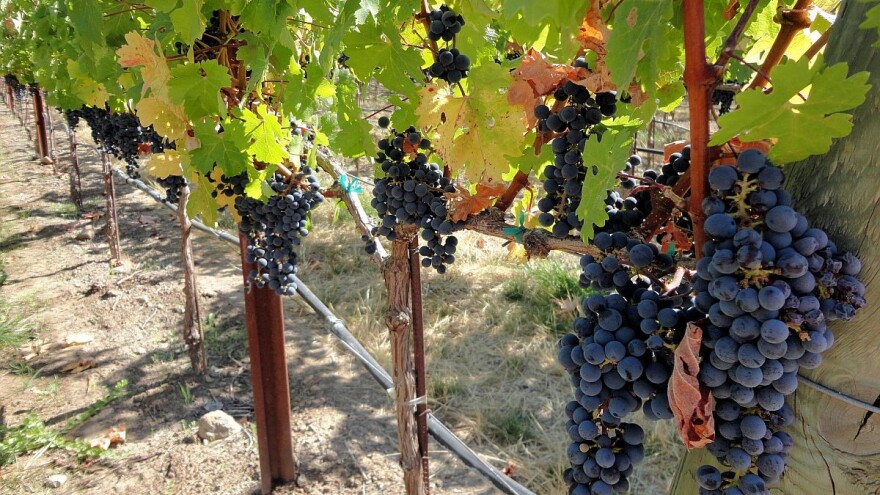 Zašto i kako uklanjati listove oko grozdova?