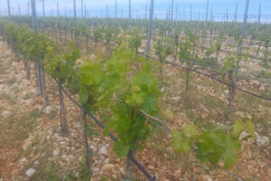 Bayer savjeti za vinogradare 15.-23.5.2017.