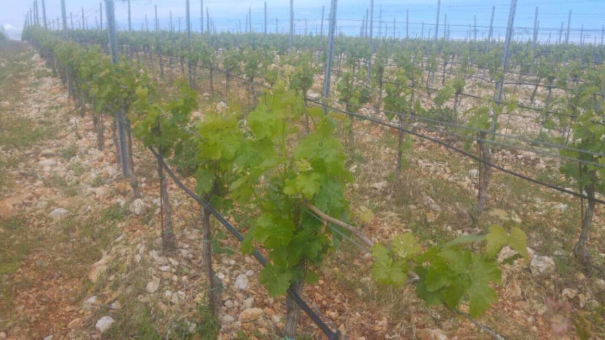 Bayer savjeti za vinogradare 15.-23.5.2017.